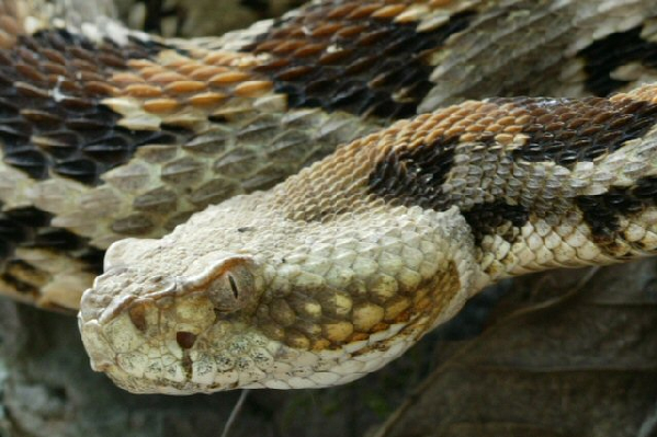  Crotalus horridus ID = 