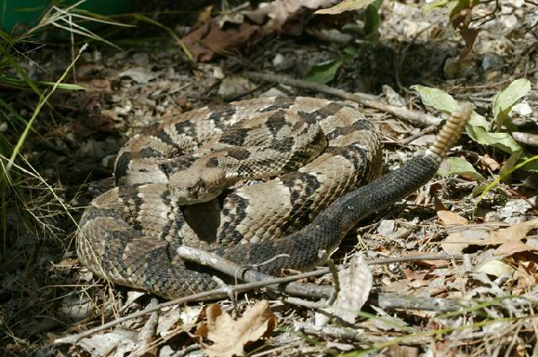  Crotalus horridus ID = 