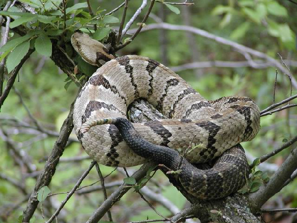  Crotalus horridus ID = 