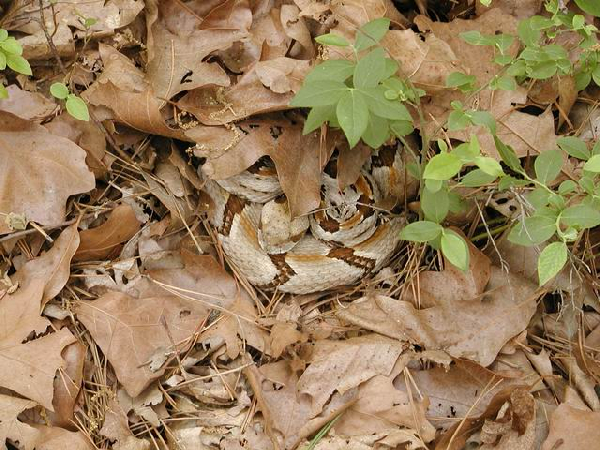  Crotalus horridus ID = 