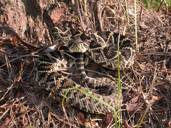  Crotalus adamanteus ID = 