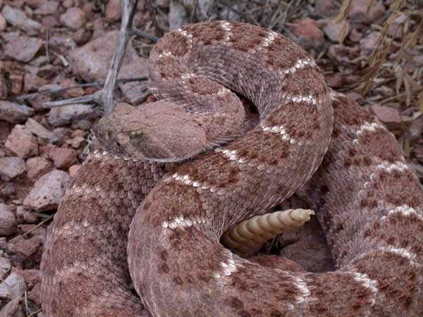  Crotalus atrox ID = 