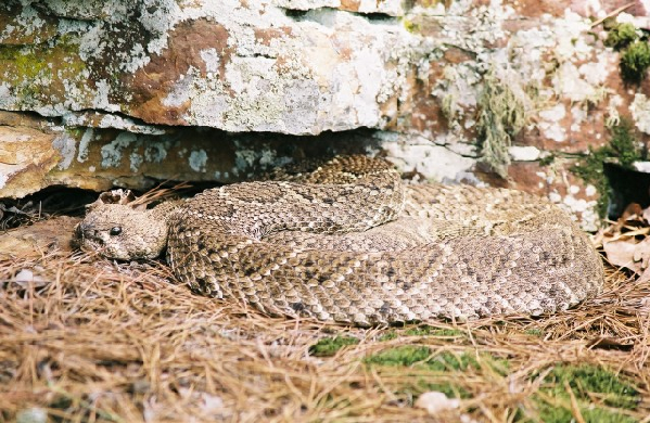  Crotalus atrox ID = 