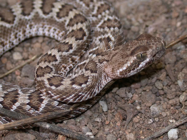  Crotalus scutulatus scutulatus ID = 