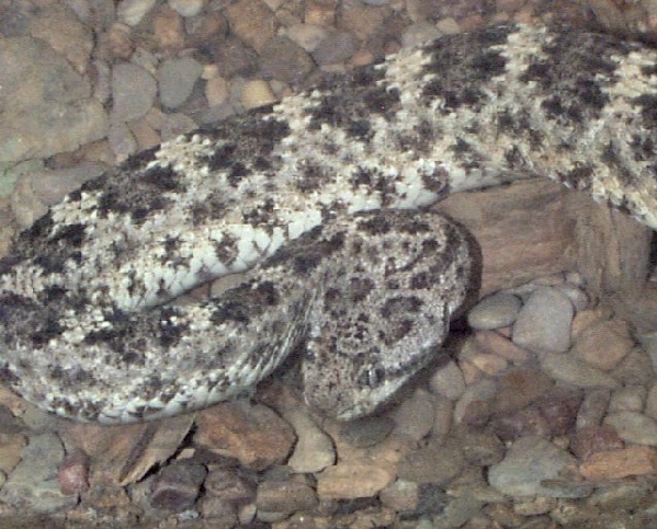  Crotalus mitchelli ID = 