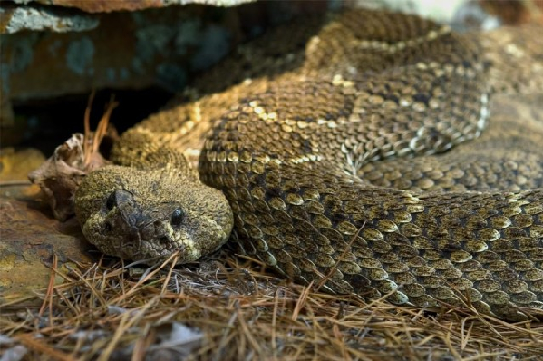  Crotalus atrox ID = 