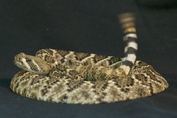  Crotalus atrox ID = 