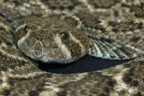  Crotalus atrox ID = 