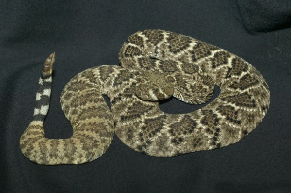  Crotalus atrox ID = 