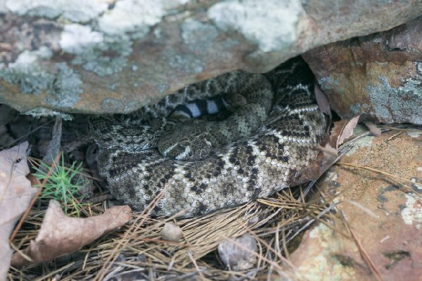  Crotalus atrox ID = 