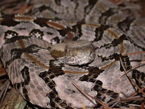  Crotalus horridus atricaudatus ID = 