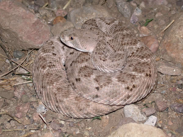  Crotalus atrox ID = 