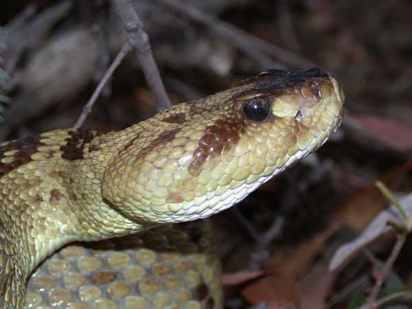  Crotalus molossus molossus ID = 