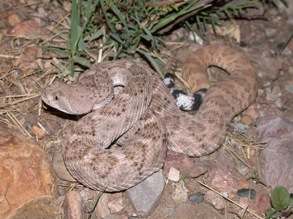  Crotalus atrox ID = 