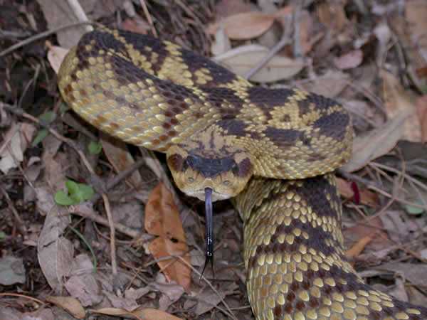  Crotalus molossus molossus ID = 