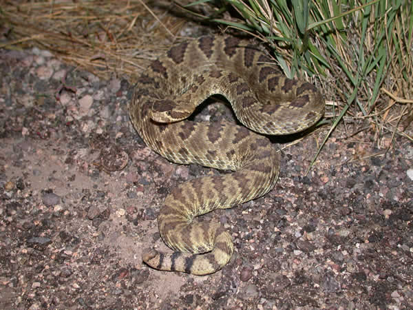  Crotalus scutulatus scutulatus ID = 