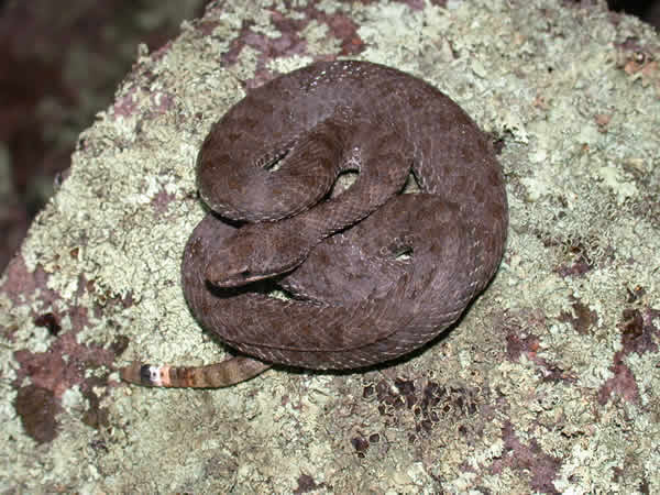  Crotalus pricei pricei ID = 