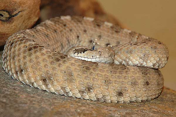  Crotalus cerastes cercobombus ID = 