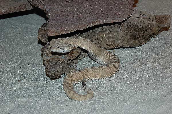  Crotalus cerastes cercobombus ID = 