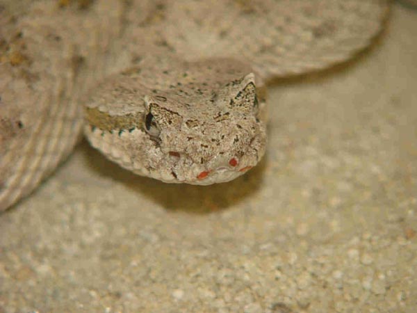  Crotalus cerastes laterorepens ID = 