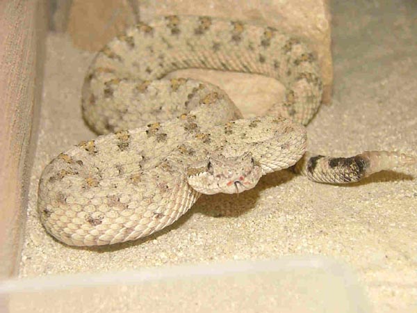  Crotalus cerastes laterorepens ID = 