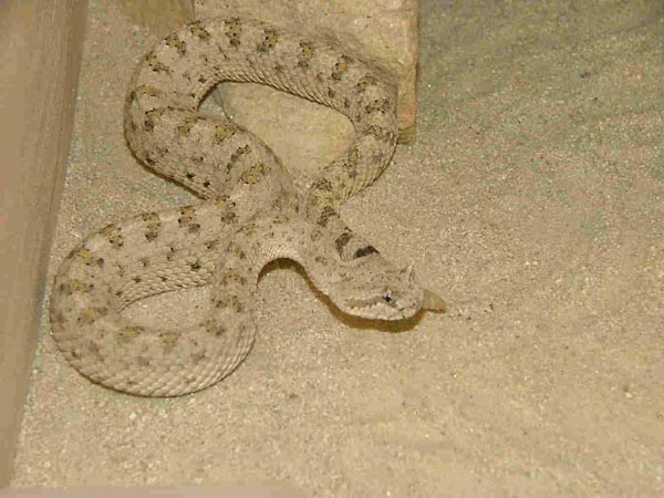  Crotalus cerastes laterorepens ID = 