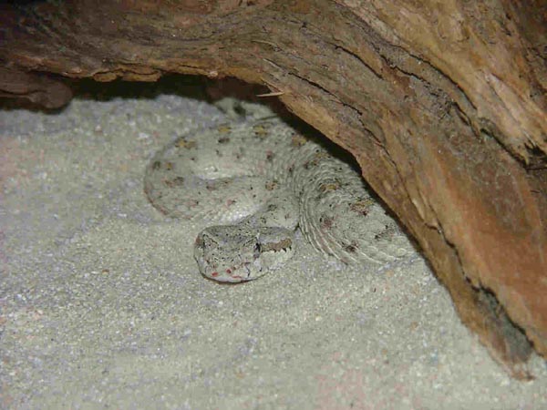  Crotalus cerastes laterorepens ID = 