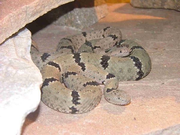  Crotalus lepidus klauberi ID = 