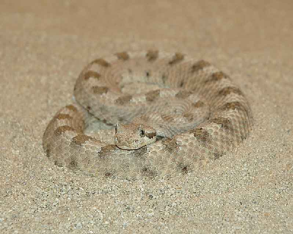  Crotalus cerastes cerastes ID = 