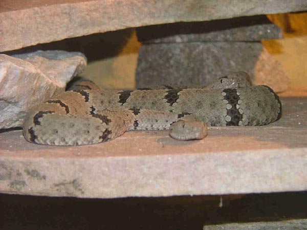  Crotalus lepidus klauberi ID = 