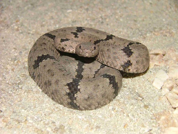  Crotalus lepidus klauberi ID = 