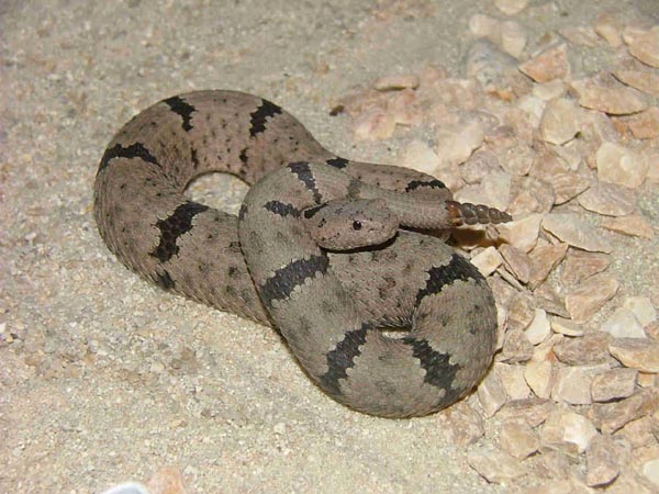  Crotalus lepidus klauberi ID = 