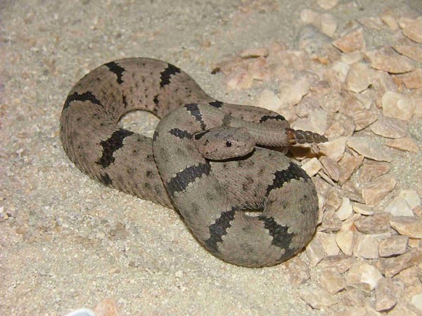  Crotalus lepidus klauberi ID = 