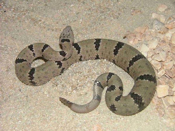  Crotalus lepidus klauberi ID = 