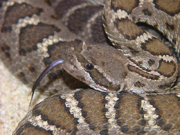  Crotalus oreganus cerberus ID = 