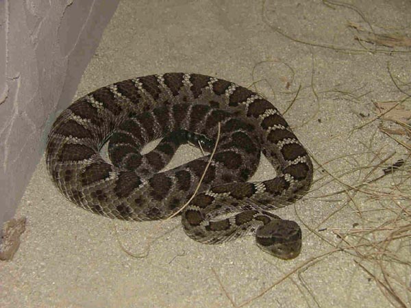  Crotalus oreganus cerberus ID = 