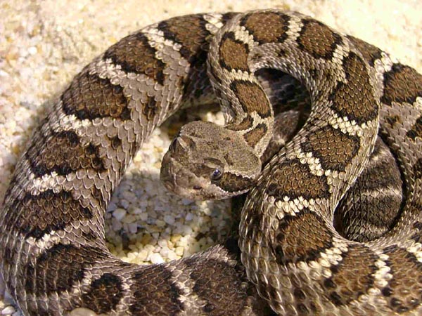  Crotalus oreganus cerberus ID = 