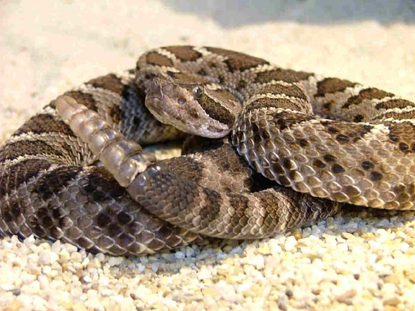  Crotalus oreganus cerberus ID = 