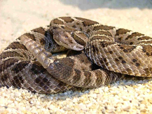  Crotalus oreganus cerberus ID = 