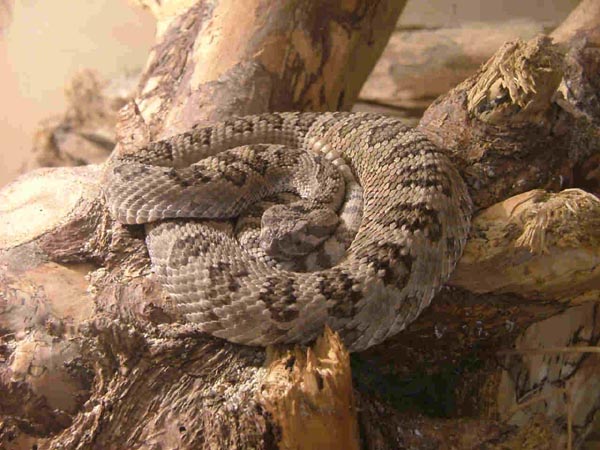  Crotalus oreganus lutosus ID = 