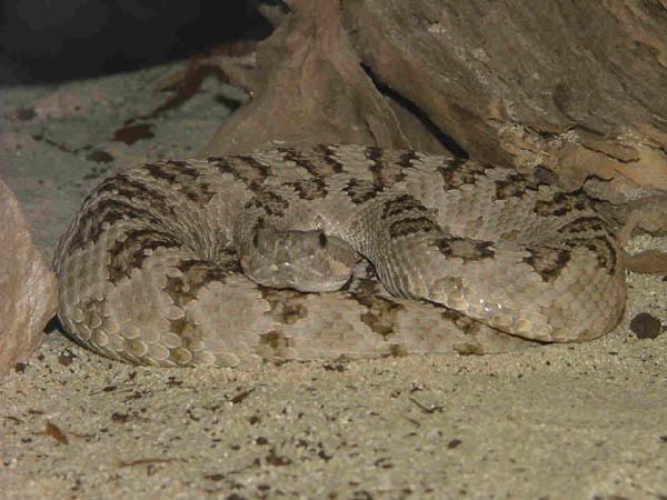  Crotalus oreganus lutosus ID = 