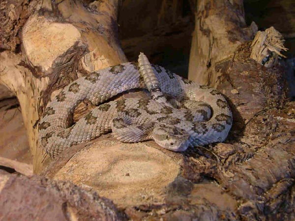  Crotalus oreganus lutosus ID = 