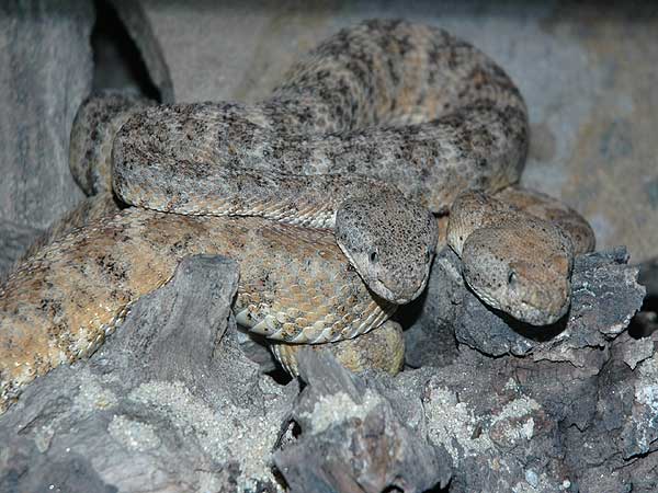  Crotalus mitchellii mitchellii ID = 