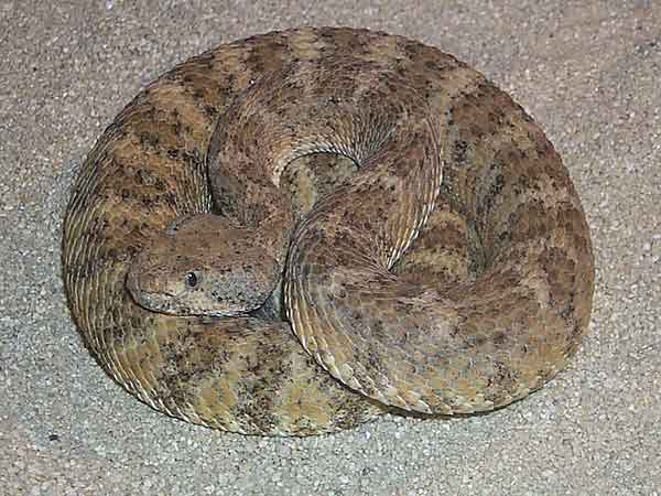  Crotalus mitchellii mitchellii ID = 