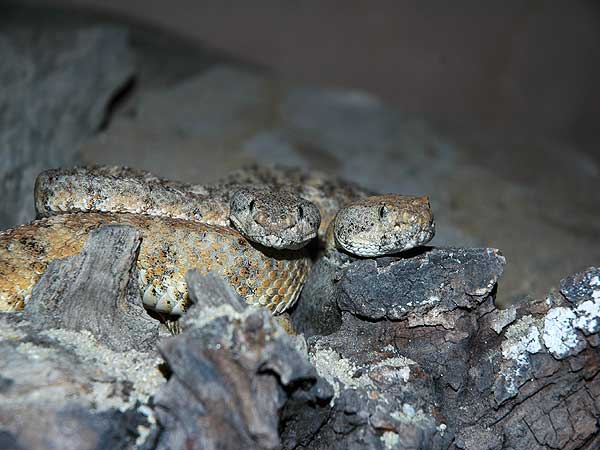  Crotalus mitchellii mitchellii ID = 