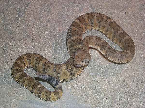  Crotalus mitchellii mitchellii ID = 