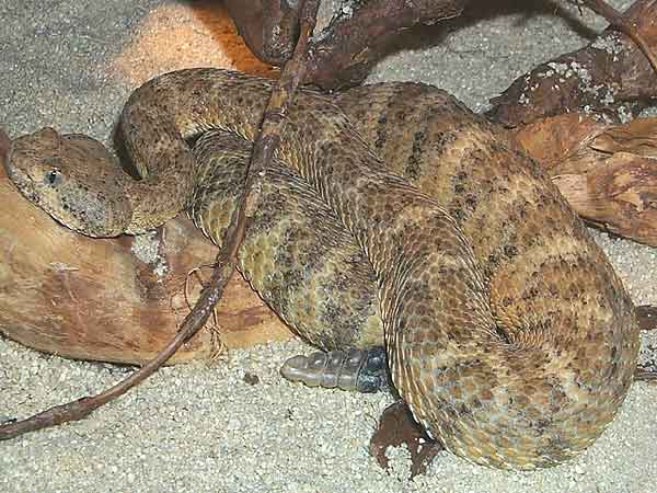  Crotalus mitchellii mitchellii ID = 