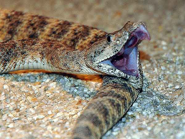  Crotalus mitchellii mitchellii ID = 