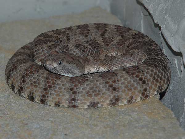  Crotalus mitchellii stephensi ID = 