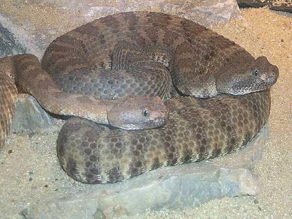  Crotalus mitchellii stephensi ID = 